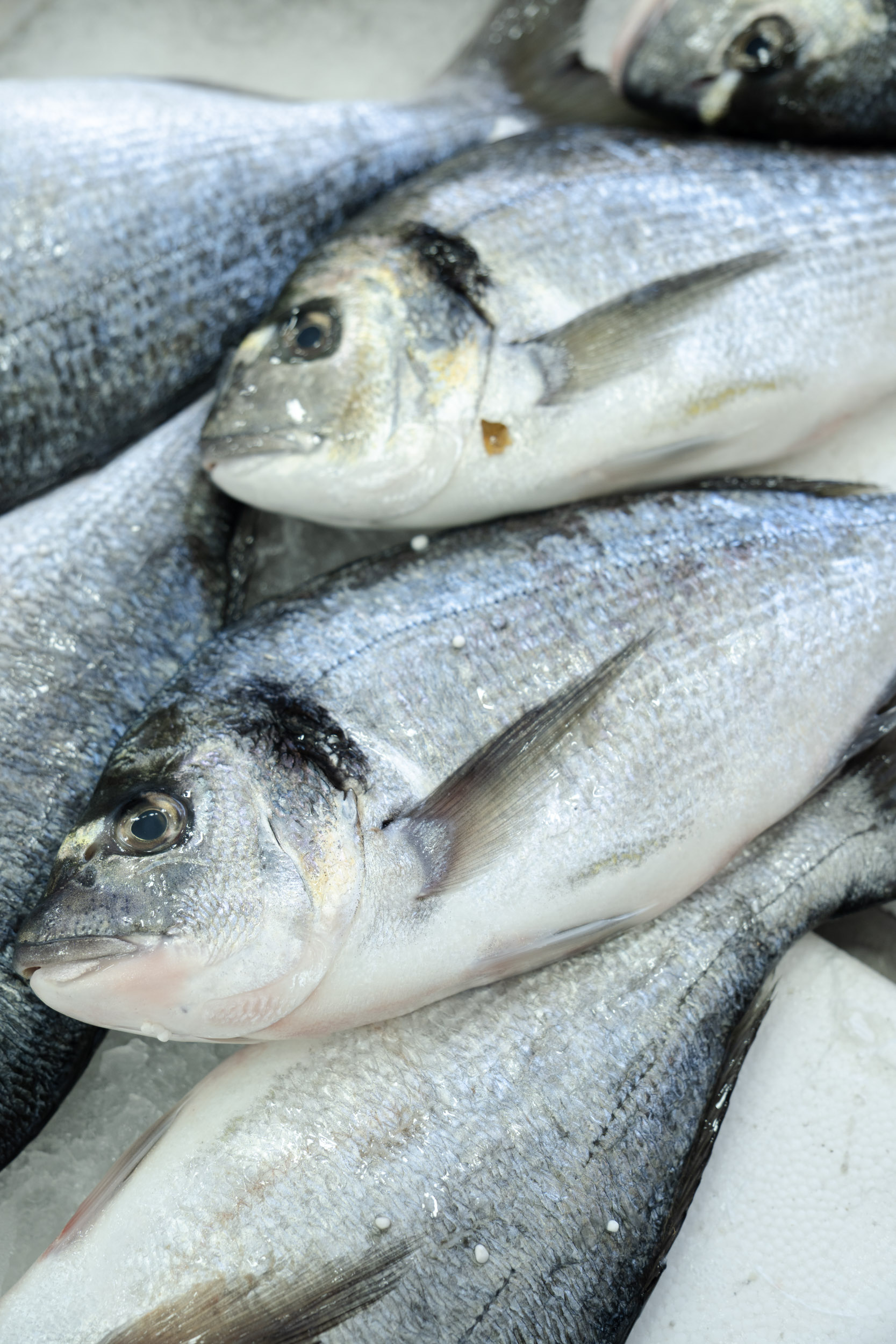 Sea Food-21